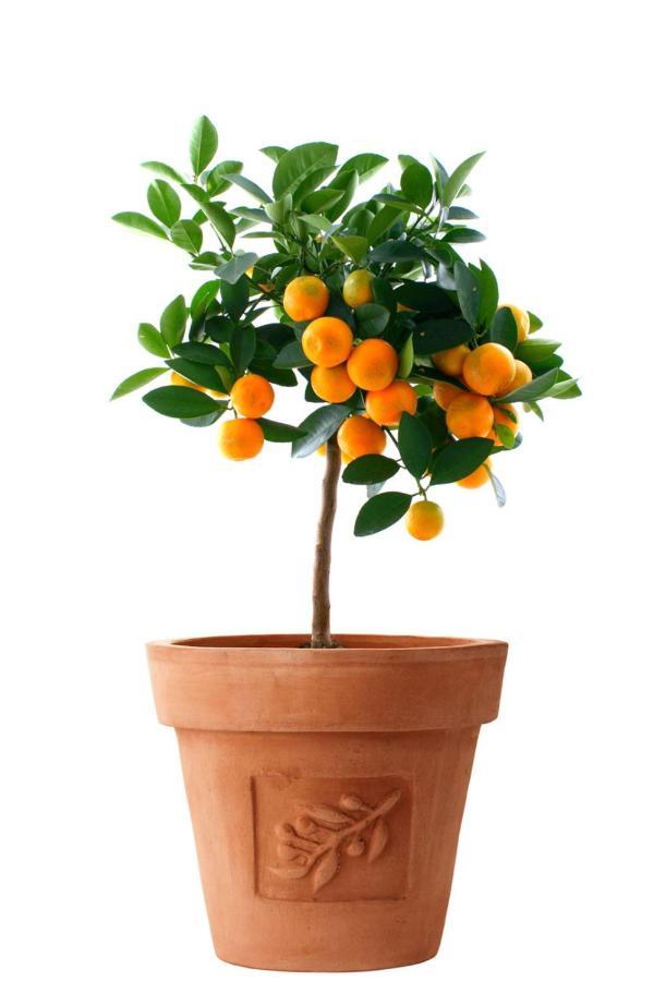 Orange Tree Garden Apartment Trogir Exterior photo